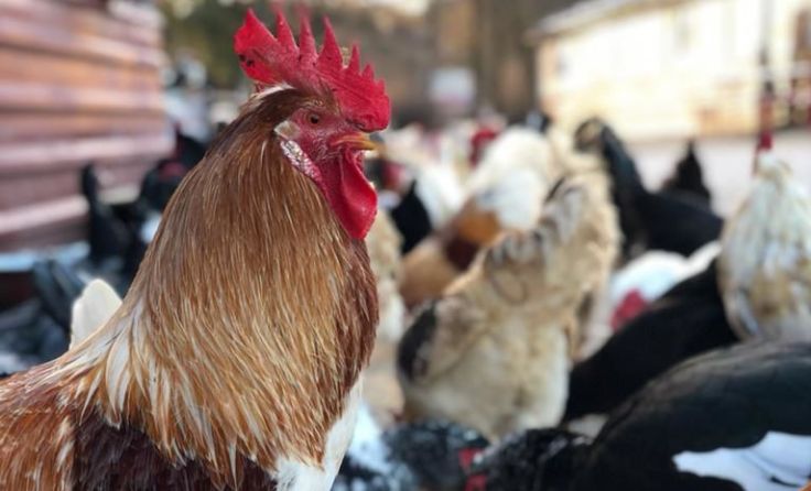 Foto: Pfotenhilfe