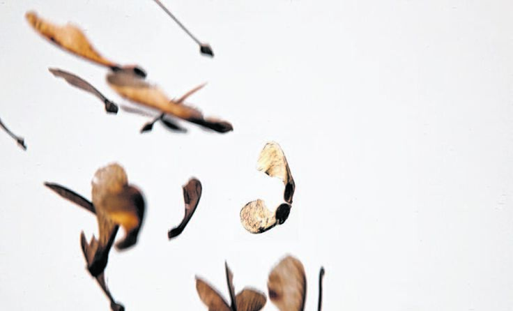 In der Galerie der Künstlergilde Wels fliegen Ahornsamen. Foto: Baier