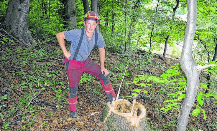 Die geschlägerten Bäume waren morsch und deshalb eine große Gefahr. Fotos: Hörtenhuemer