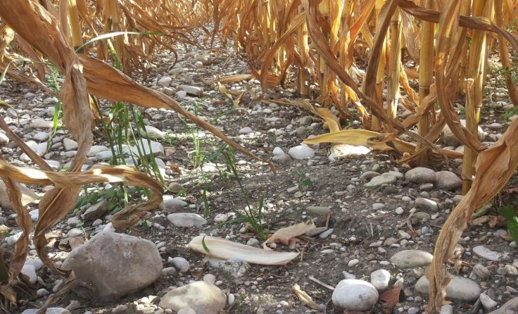 Landwirte mit Schotterböden waren besonders betroffen.Foto: Wallner BWSB LKOÖ