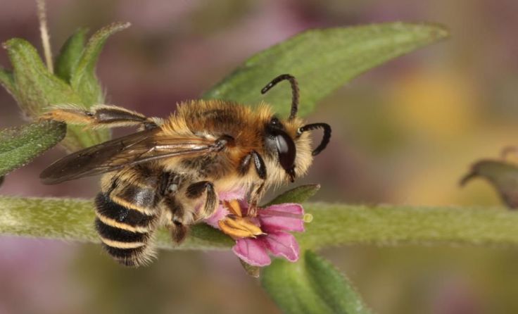 Die Zahntrost-Sägehornbiene lebt am Welser Flugplatz. Foto: Josef Limberger
