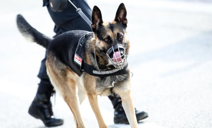 Ein Blutspürhund verfolgte die Spur bis zum Auffindungsort des Verletzten. Foto: Weihbold