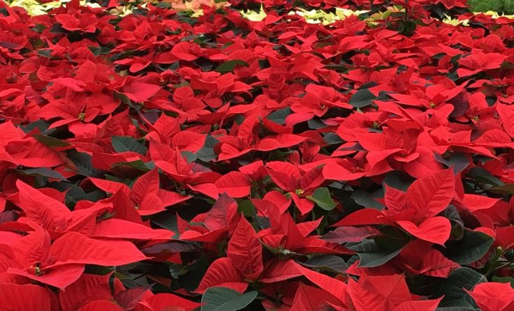 Ein Meer an Weihnachtssternen in den unterschiedlichsten Farben wartet. Foto: Dopetsberger