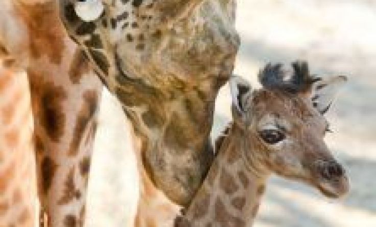 Auch den Giraffen ist schon aufgefallen, dass nichts los ist im Zoo. Foto: Zoo Schmiding/Sterns