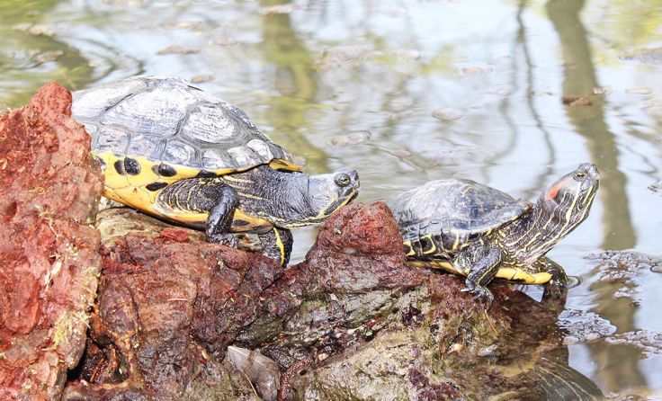 Derzeit steht einem Besuch im Tierpark und bei den Schildkröten nichts im Weg. Foto: Stadt Wels