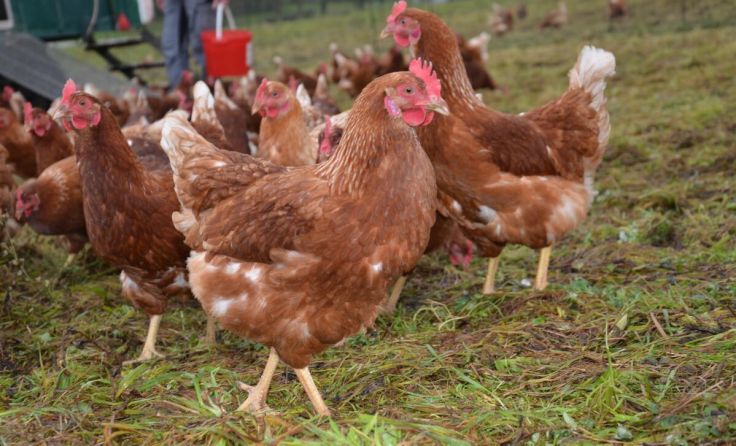 Die Futterversorgung ist derzeit ein großes Problem in der Landwirtschaft. (Foto: LKOÖ)