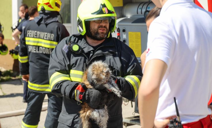 Die Katze konnte von den Feuerwehrleuten gerettet werden. (Foto: laumat.at/Matthias Lauber)