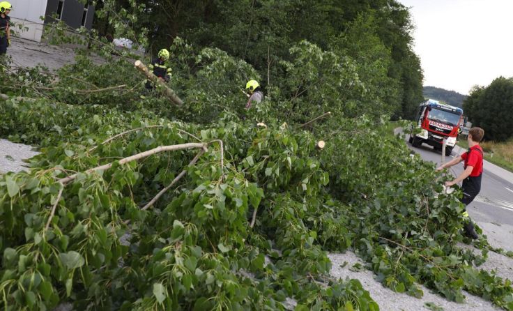 In Pichl fegte das Gewitter einen Baum um. (Foto: laumat.at/Matthias Lauber)