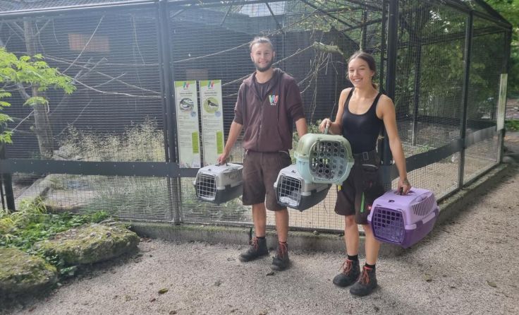 Die Vögel aus dem Burgenland treffen im Welser Tiergarten ein. (Foto: Stadt Wels)