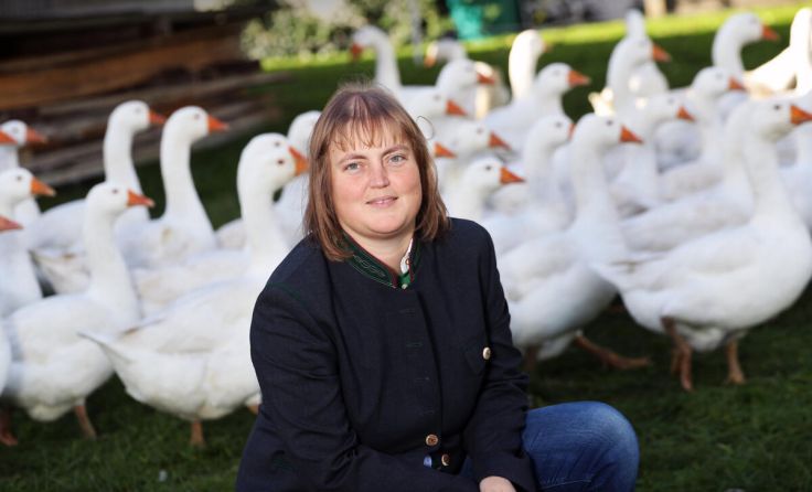 120 Gänse sind bei Martina Spitzbart auf der Weide unterwegs. (Foto: derbauerhats.at)
