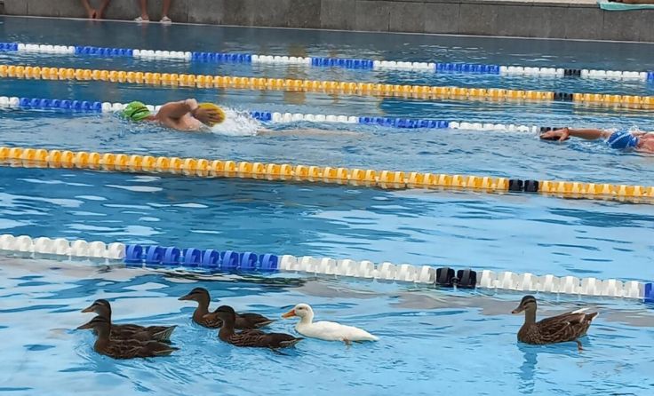 Ente oder Schwimmer - wer hat da die Nase vorne? (Foto: Burgram H.)