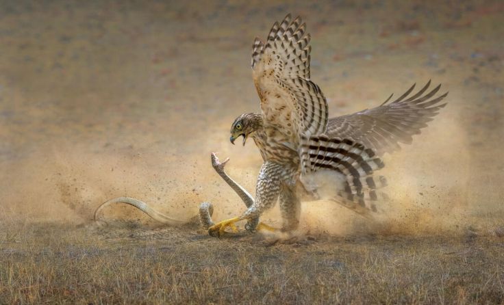 Ein spektakulärer Beitrag zum Fotokunstwettbewerb (Foto: Lam Chau Kei Checky)