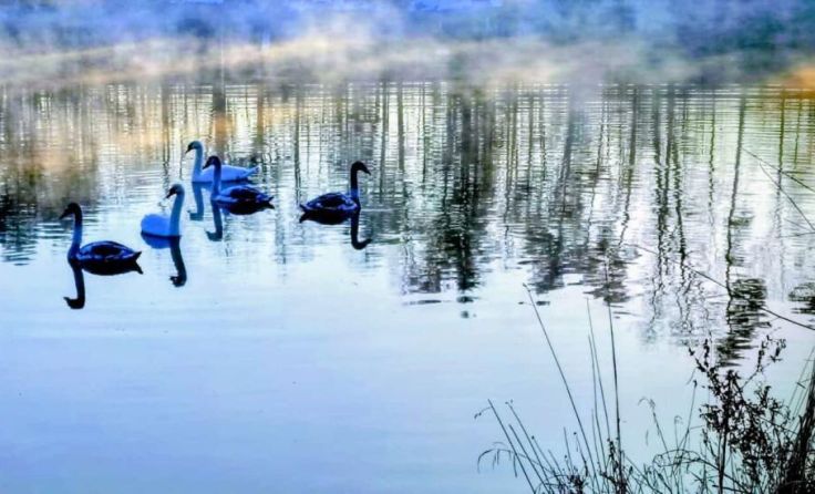 Einen Schwanenfamilie besucht am Morgen das Traunkraftwerk Lambach. (Foto: Konrad Werner)