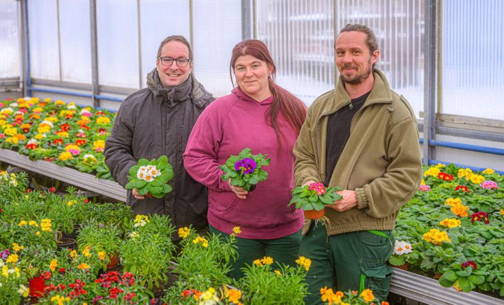 36.000 Frühlingsblumen werden jährlich von der Stadtgärtnerei gezogen. (Foto: Rene Hauser)