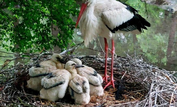 Im Mai gab es endlich Storchen-Nachwuchs im Welser Tiergarten. (Foto: Rammerstorfer)