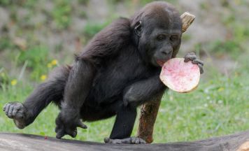 Schmidinger Gorillanachwuchs Jabari feiert zweiten Geburtstag