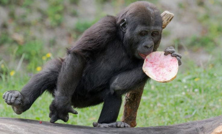 Für Jabari gab´s zum Geburtstag echte Leckereien. (Foto: Zoo Schmiding/Peter Sterns)