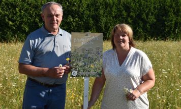 Artenvielfalt am blühenden Wimsbacher Friedhof