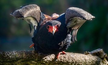 Gaukler-Dame aus Portugal im Zoo Schmiding eingezogen