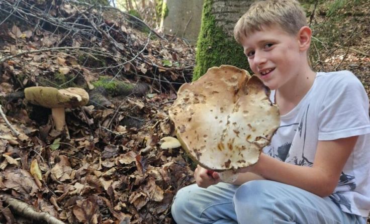 700 und 800 Gramm haben die Steinpilze, die Matthias in Offenhausen gefunden hat. (Foto: Thünauer)