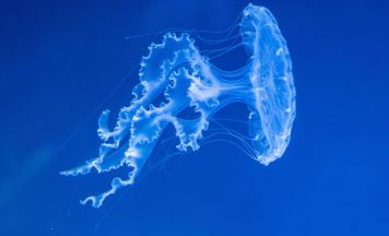 Neue Kompassquallen im Aquazoo Schmiding