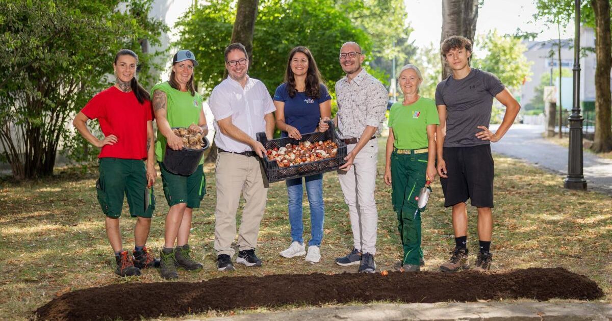 300,000 flower bulbs for the State Garden Show in Wels