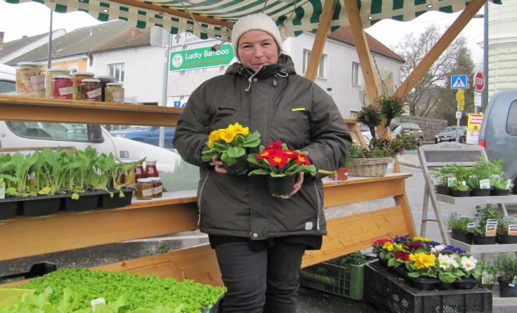 Frühlingsblumen und Pflänzchen gibt es bei Gärtnerei Mühlehner.Foto: Stadtmarketing Perg