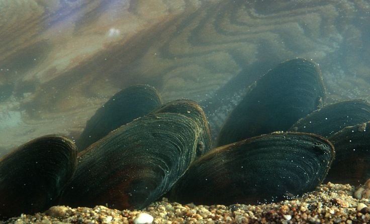 Vom Aussterben bedroht: Flussperlenmuschel Foto: Josef Limberger