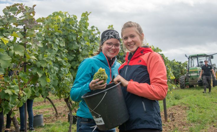 Erfahren, wie es in der Praxis läuft: Schülerinnen lesen eigenen Wein. Foto: Haijes