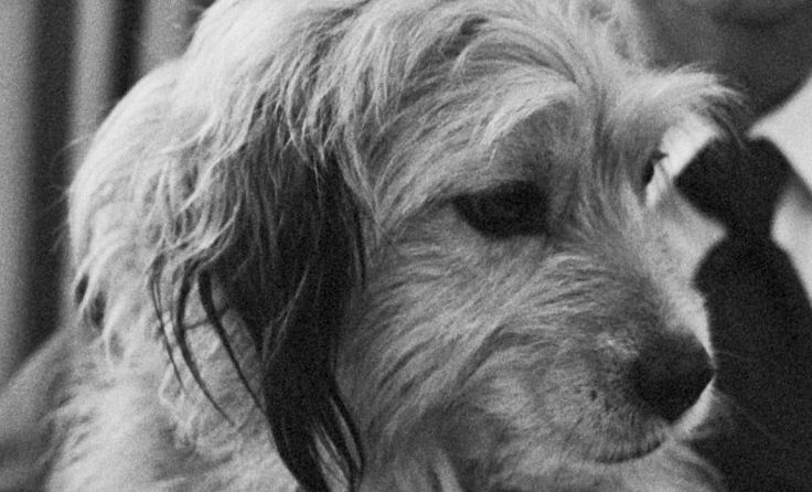 Am 9. Februar wird ein Hunde-Film gezeigt. Foto: Stinkyjaden