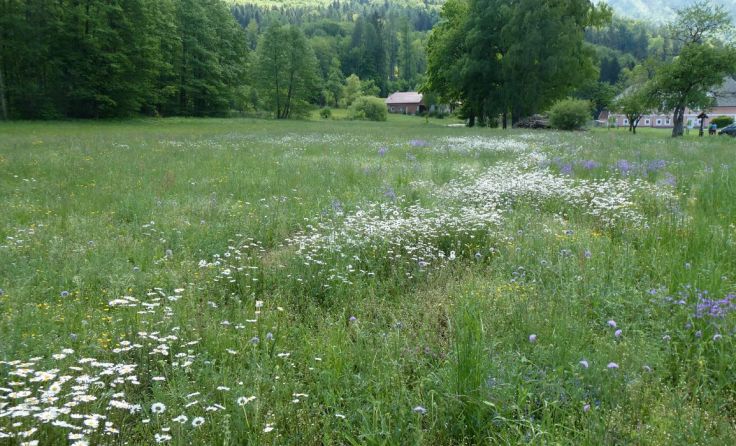 Wieder ein Paradies für Insekten. Foto: Bejvl