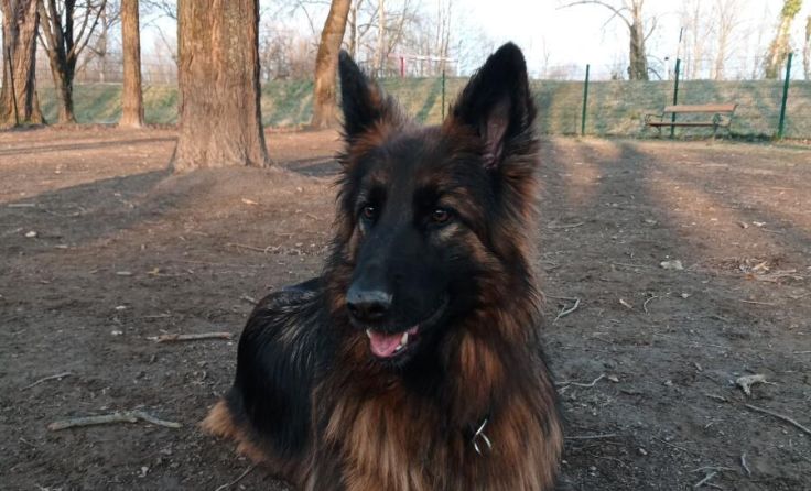 Ohne Leine und Beißkorb herumtollen ist an diesem Standort bald vorbei. (Foto: Tannhäuser)