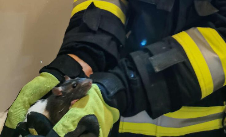 Kameraden retteten das Nagetier. (Foto: fotokerschi.at/FF Schwertberg)