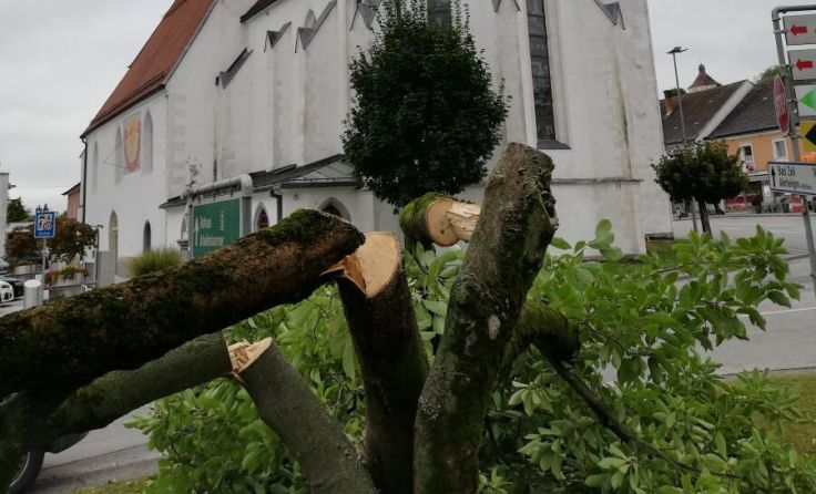 Zerstörter Baum am Hauptplatz (Foto: Primeßnig)