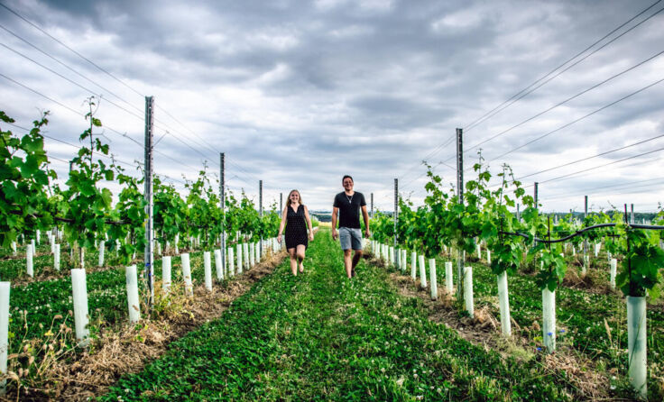 Andrea und Stephan Greindl in ihrem Weingarten in Holzleiten. (Foto: Greindl)