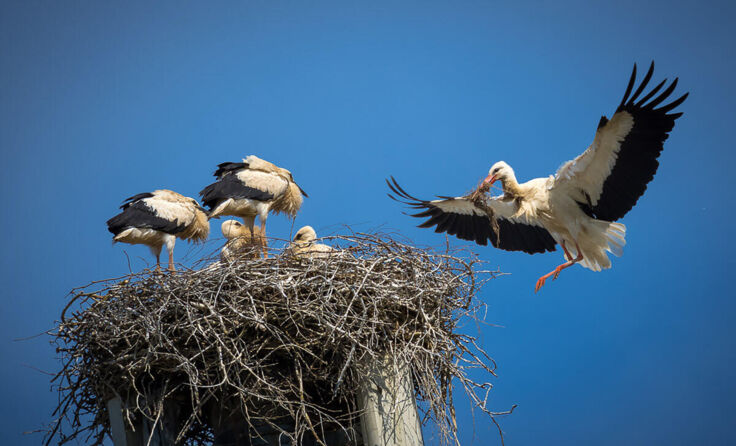 Das neue Nest für die Störche am Perger Bahnhof (Foto: Juergen_Schneider)