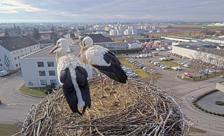 Die Störche in ihrem Nest auf dem ÖBB Mast in Perg (Foto: ÖBB)