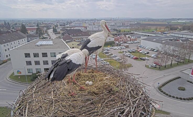 Die Störche in Perg haben schon wieder Eier gelegt. (Foto: ÖBB)