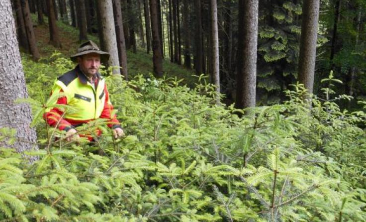 Wolfgang Pühringer setzt in seinem Wald auf Naturverjüngung.*Foto: Pühringer