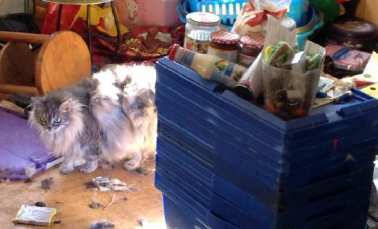 Vermüllte Wohnung Foto: Österreichischer Tierschutzverein
