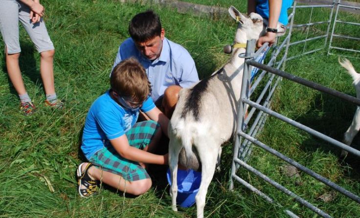 Ziegen melken Foto: ABZ