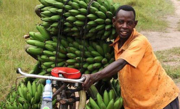 Mann mit "Bananenrad" in Uganda Foto: Kunstmann