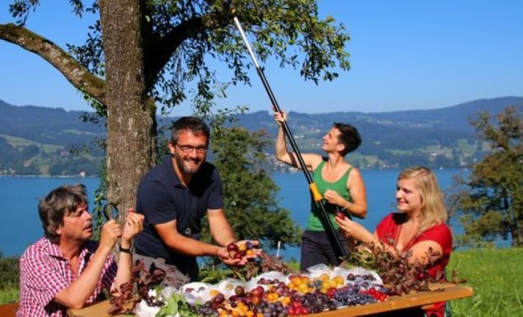 Die gefundene Sortenvielfalt ist groß. Foto: Nupat/Schwarzenlander