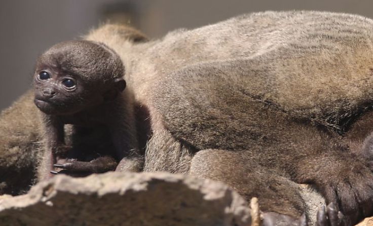 Das seltene Wollaffenbaby entzückt Foto: APA (ZOO SCHMIDING)/UNBEKANNT