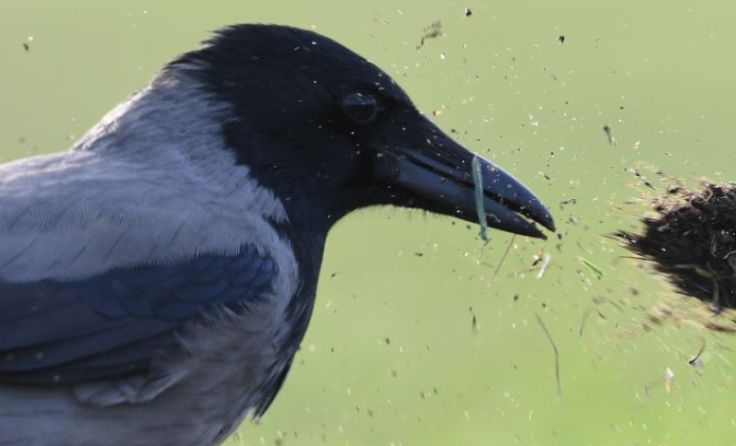 Krähen verteidigen ihr Revier. Foto: APA (dpa)/Soeren Stache