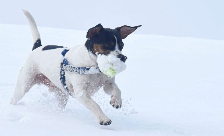 Hier ist der Jack Russel noch fröhlich, kurz darauf litt er an Vergiftungserscheinungen.