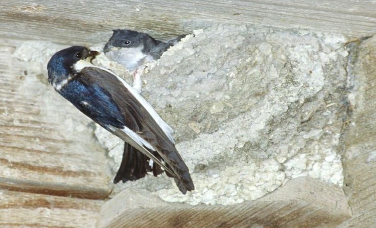Mehlschwalbe