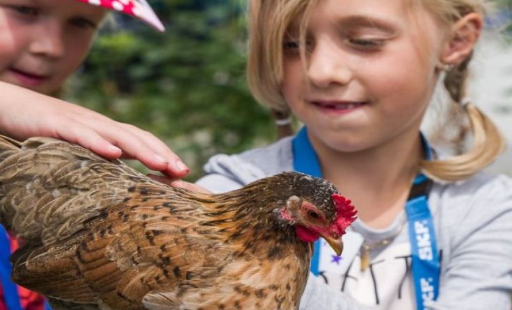 Projekt: Da lachen ja die Hühner Foto: KinderUni OÖ 