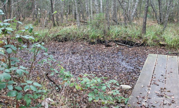 Manche Bereiche des Krottensees sind bereits völlig verlandet. Foto: Tóth