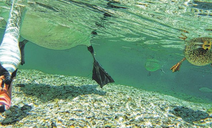 Traunsee-Vögel aus ungewöhnlicher Perspektive Foto: Gerald Kapfer